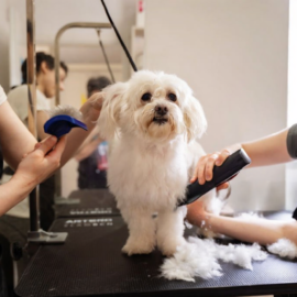 Pet grooming in Prague
